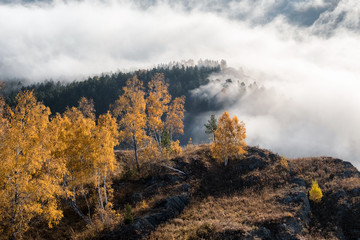 Yellow autumn trees on a background of mountains, morning fog, Altai.