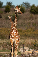 Giraffe in africa
