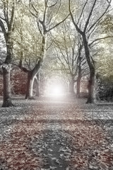 path surrounding by trees and at the end a light , mystery forest black and white landscape