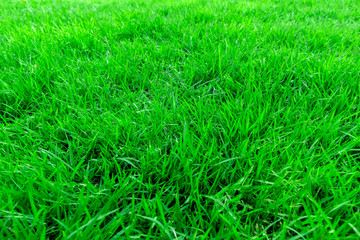 Close-up, Green grass texture background, Park green lawn texture