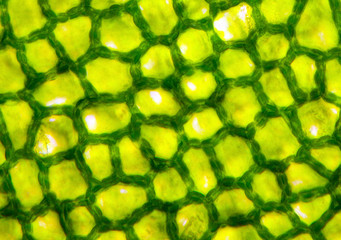 Microscopic preparation, tissue plant, stomata