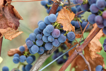 grapes on the vine