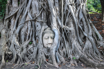 An ancient Buddha head under tree roots at Wat Mahathat, Ayutthaya Thailand