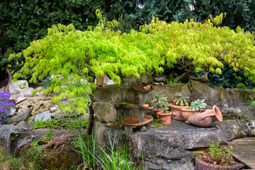 Fototapeta na wymiar Fächer-Ahorn (Acer palmatum) am Gartenbrunnen und Deko