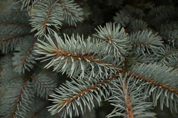 green needles Christmas tree closeup background