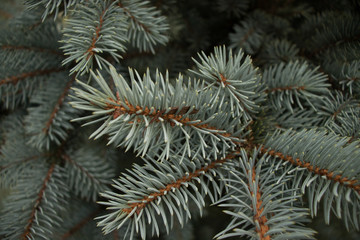 Naklejka na ściany i meble green needles Christmas tree closeup background