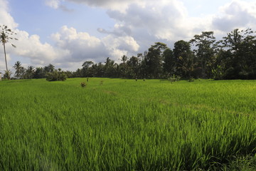 A beautiful view of rice fields in Ubud area, Bali, Indonesia.
