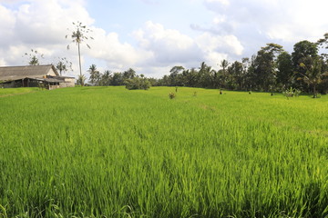 A beautiful view of rice fields in Ubud area, Bali, Indonesia.