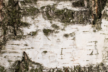 the texture of the bark of a young birch closeup