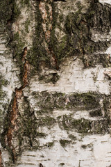 the texture of the bark of a young birch closeup