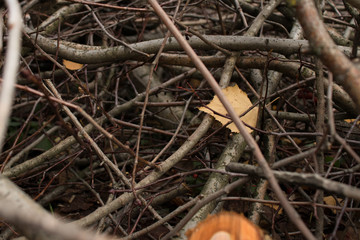 autumn leaves in a pile of branches