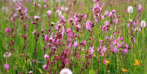 Blumenwiese mit roter Lichtnelke (Silene dioica) Panorama
