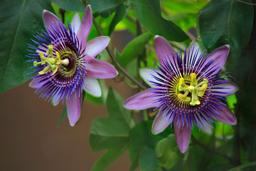 Passionsblumen (Passiflora) Kletterpflanze mit Blüten - obrazy, fototapety, plakaty