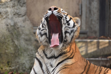 Fototapeta premium 旭山動物園 トラのあくび