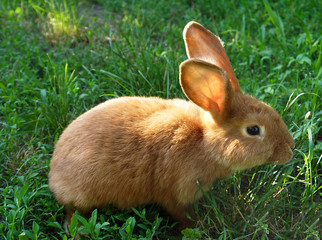 Beautiful red-haired domestic rabbit on the grass.