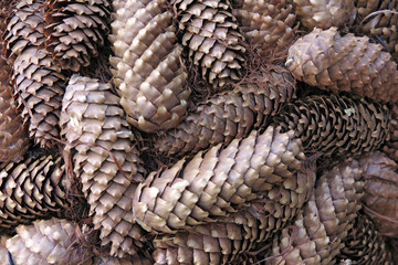 Fichtenzapfen - fir cones