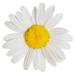 White Daisy on blurred background closeup isolated