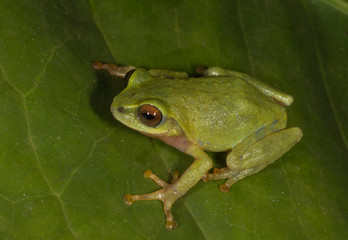 Raorchestes beddomii or Bush frog seen at Munnar,Kerala,India