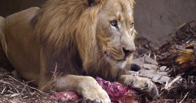 4K - Lion eating meat
