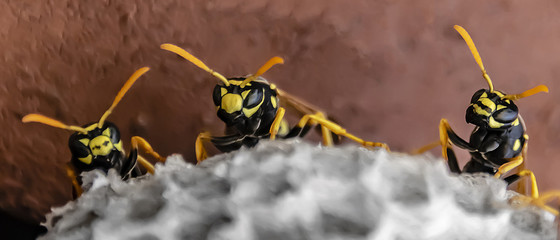 three wasps sit on top of a wasp nest