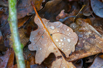 golden colored autumn leaves in nature