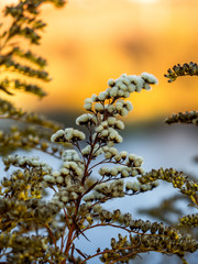 Macro photo of flowers. Flowers close-up.