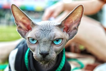 Portrait of a purebred cat, Sphinx