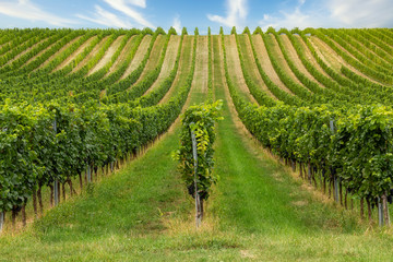 Obraz premium Beautiful rows of grapes in autumn time