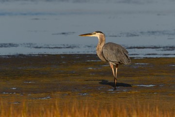 Great Blue Heron in Marsh