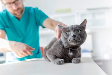 Photo of russian blue cat being examined in Veterinary clinic