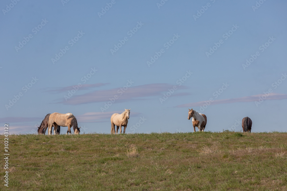 Sticker Beautiful Wild Horses in Springtime in the Utah Desert