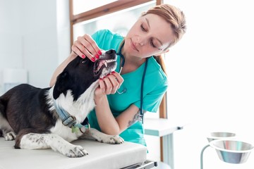 Photo of young attractive vet checking dog's teeth in Veterinary clinic