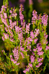 blooming heather in a peat bog