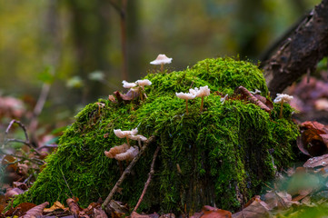 golden colored autumn leaves in nature