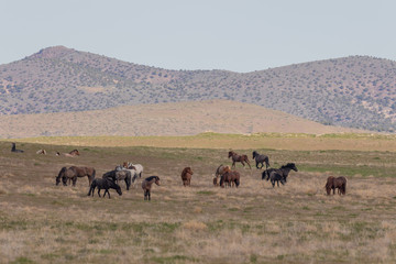 Naklejka na ściany i meble Beautiful Wild Horses in Springtime in the Utah Desert
