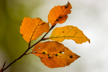Naklejka na ściany i meble golden colored autumn leaves in nature
