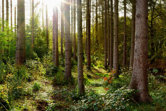 Fototapeta Piękny świerkowy las jesienią z jasnym słońcem świecącym przez drzewa