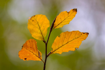 Fototapeta na wymiar golden colored autumn leaves in nature