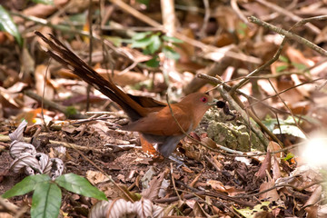 Squirrel Cuckoo photographed in Linhares, Espirito Santo. Southeast of Brazil. Atlantic Forest Biome. Picture made in 2013.