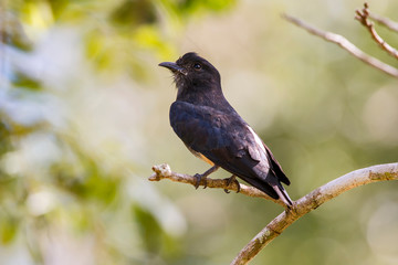 Swallow winged Puffbird photographed in Linhares, Espirito Santo. Southeast of Brazil. Atlantic Forest Biome. Picture made in 2013.