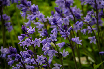 Obraz premium Flowers