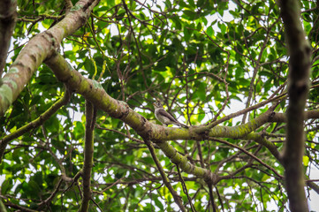 Asian Brown Flycatcher (Formal Name: Muscicapa latirostris)