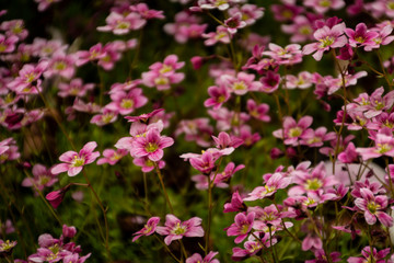 Fototapeta premium Flowers