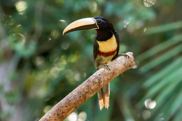 Black necked Aracari photographed in Linhares, Espirito Santo. Southeast of Brazil. Atlantic Forest Biome. Picture made in 2013.