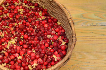 cranberries lying in the basket