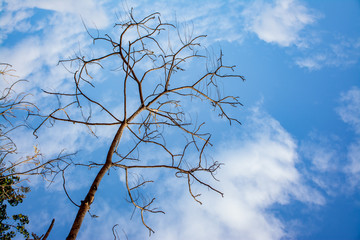 Fototapeta na wymiar View Of Trees And Blue Sky