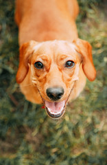 red dachshund on a walk