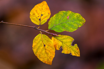 golden colored autumn leaves in nature