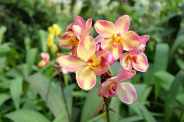 Obraz na płótnie Canvas Beautiful pink orchids flower in garden. green background.