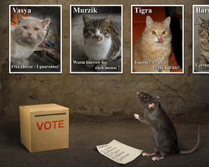 The black pet rat came to the polling station. He is standing near the ballot box. He has a...